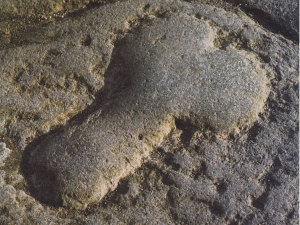 Carior est ipsa mentula